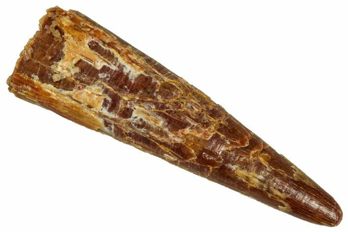 Fossil Pterosaur (Siroccopteryx) Tooth - Morocco #329038